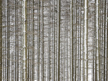 A peaceful winter scene in Sweden featuring a snow-covered forest of wooden trunks and branches with intricate patterns stretching off into the distance.