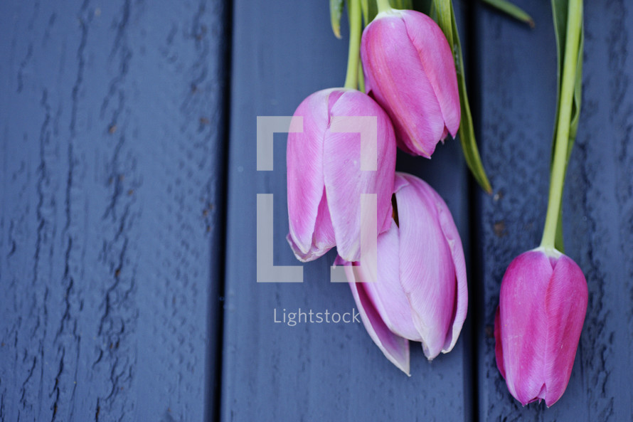 pink tulips on blue wood background 