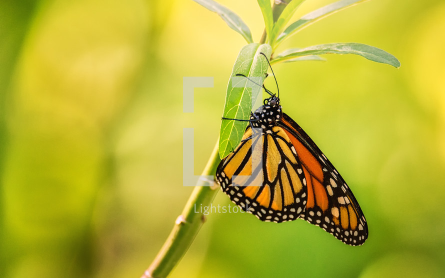 monarch butterfly on a stem 