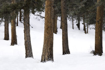 evergreen trees in a winter forest 