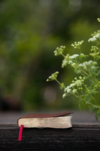tiny white flowers and Bible 