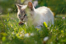 a cat in tall grass 