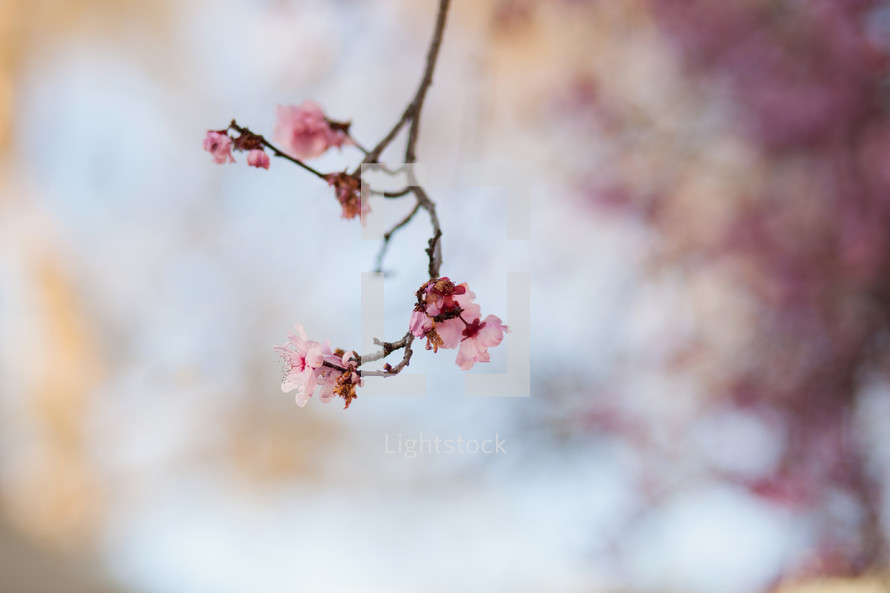 pink spring blossoms on a tree branch 