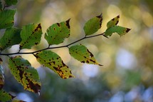 spotted leaves on a branch in fall 
