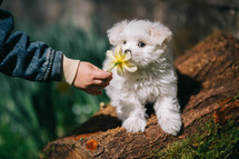White Puppy Sniffs The Flower