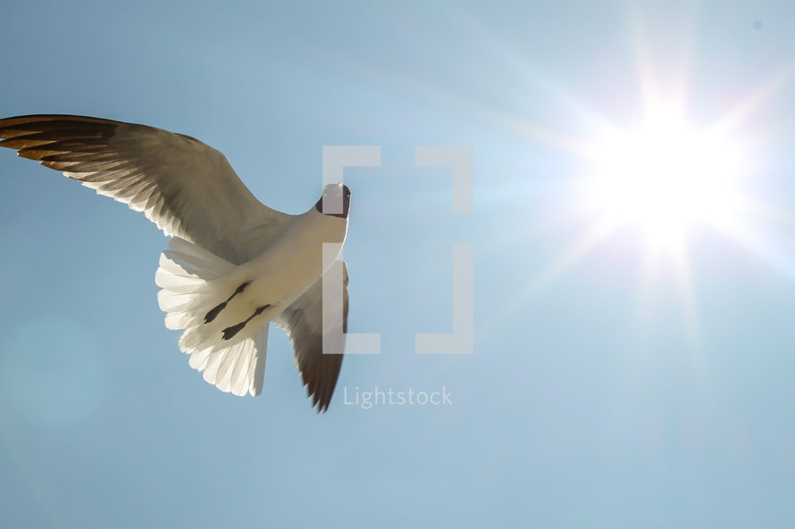 A seagull flying in a blue sky.