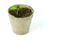 sprouting plant in a pot 