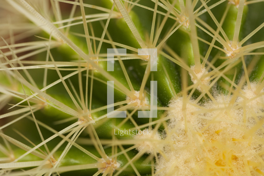 Cactus spines 
