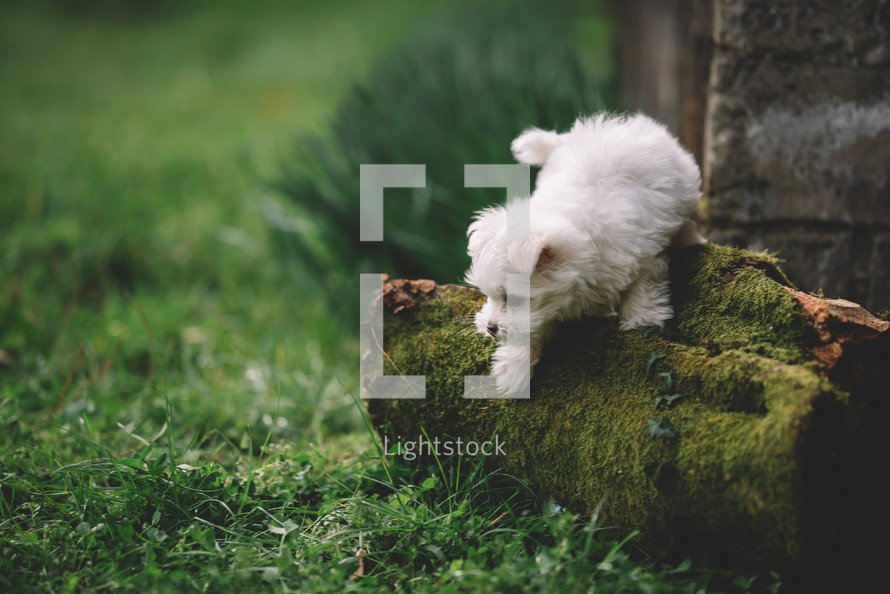 Maltenza Puppy On A Tree Trunk