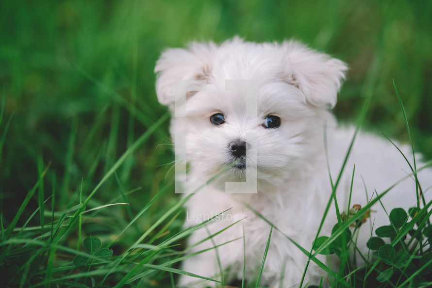 Portrait Of A Nice Young Maltese Puppy