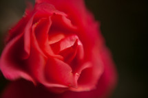 blurry red rose petals 