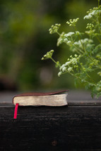 tiny white flowers and Bible 