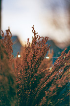 tall brown grasses outdoors 
