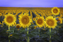field of sunflowers 