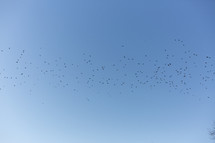 Flock of birds against clear blue sky