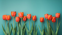 Red orange tulips on a blue background. 