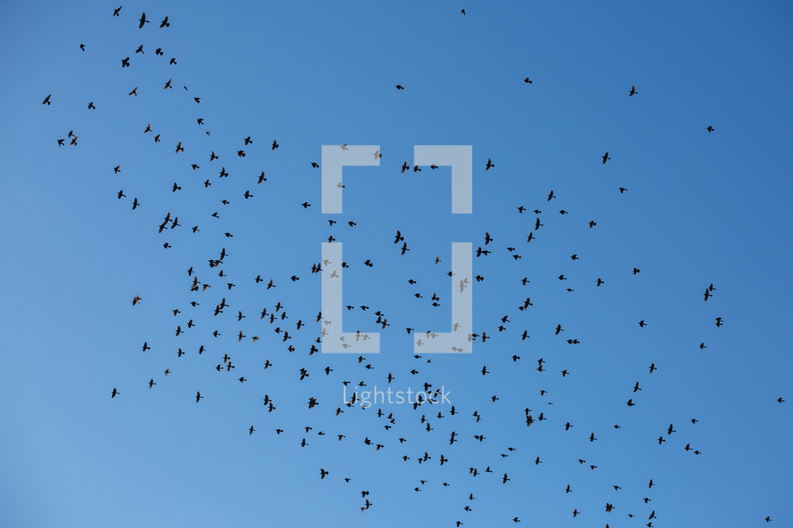 Flock of birds against blue sky