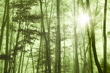 sunburst in a green forest 
