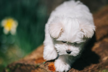 Puppy On The Spring Background