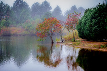 fall trees along a lake shore 