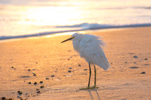 shore bird on a beach 