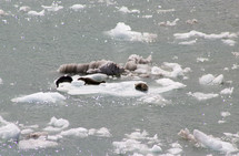 seals on floating ice 