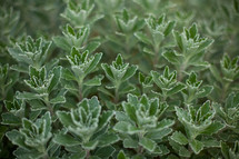 green leaves closeup 