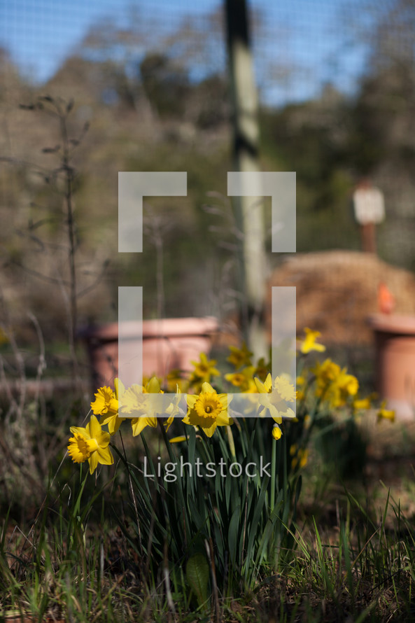 spring daffodils 