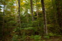blurry forest 