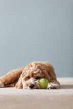 dog lying next to his ball 