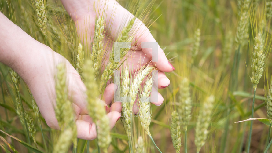 hand touching wheat 