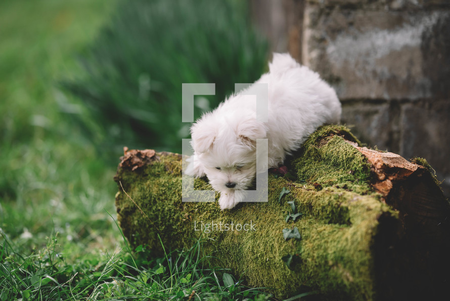 Maltenza White Puppy