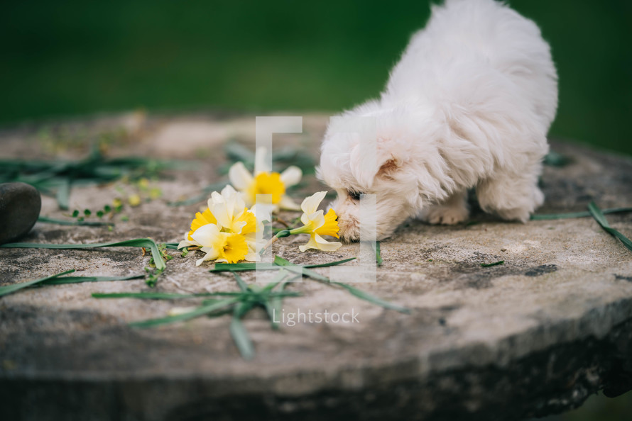 White Puppy With Yellow Narcissus