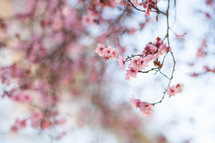 pink spring blossoms on tree branches 