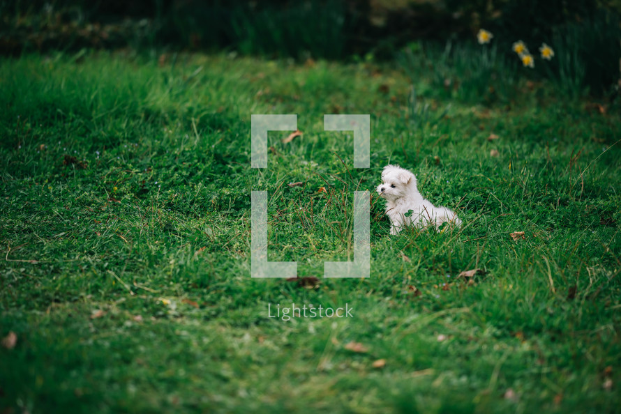 A Small Puppy In A Green Field