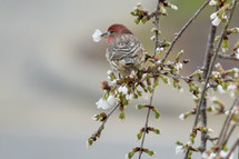 a sparrow with a cherry blossom in his mouth 