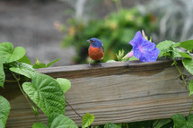 painted bunting on a fence 