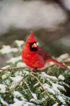 red cardinal on a winter branch 