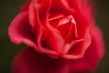 blurry red rose petals 