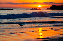 sand piper on a beach at sunset 
