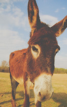 a donkey closeup 