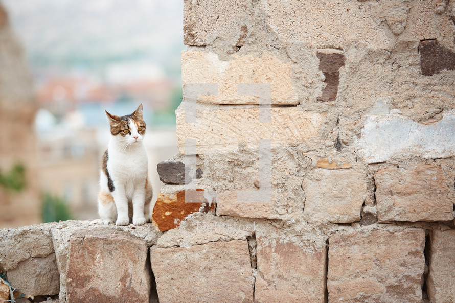 a cat on a stone wall 
