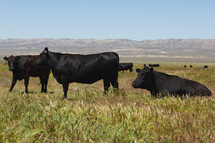 cattle in a field 