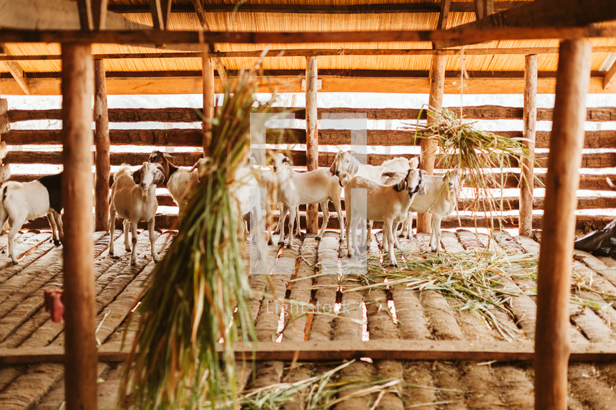 goats on a farm in Uganda 
