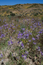 purple desert flowers 