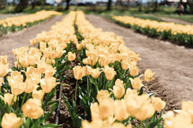 rows of tulips 