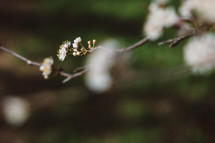 white flowers on a spring tree branch 