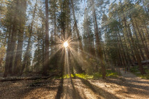 sunburst and sunlight in a forest 