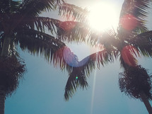 sunburst and palm trees 