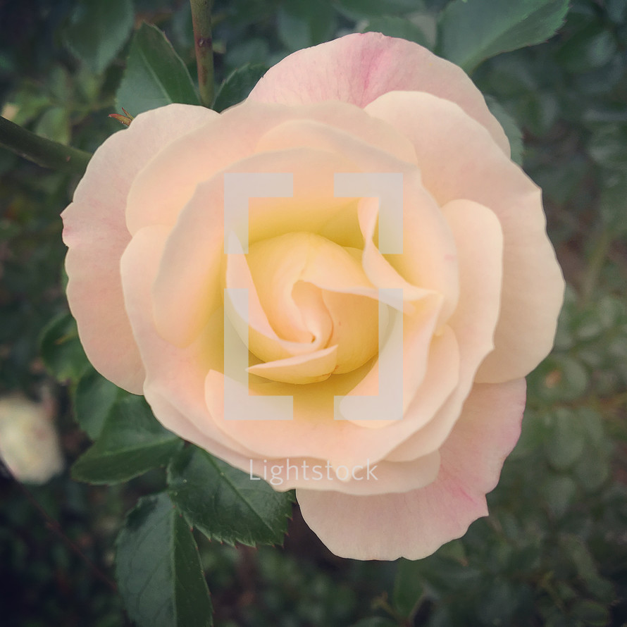 single peach rose 